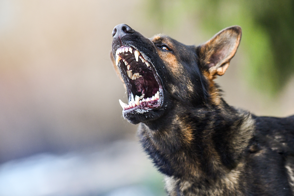 Is It Worth Suing for a Dog Bite in Ohio?